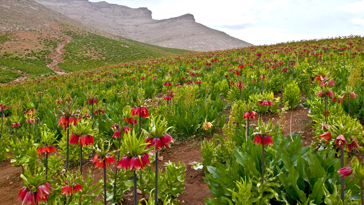 The Plain of Overturned Tulips: A Mesmerizing Natural Wonder in Iran